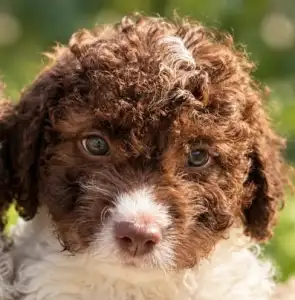 Lagotto Romagnolo - Cannella