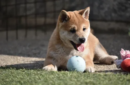 Shiba - Bravados Fumio