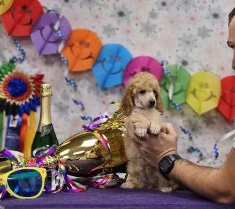 Pudel średni - Kourtney Of Your Sweetest Dream