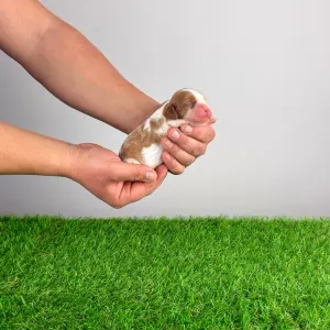 Cavalier King Charles Spaniel - Iwana