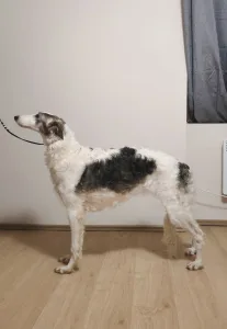 Orosz agár - Paskova Blaze Of Hope