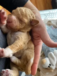 Wasserhund der Romagna - Best Hunter World Gina