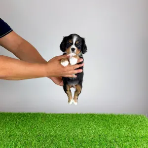 Cavalier King Charles Spaniel - Veritas