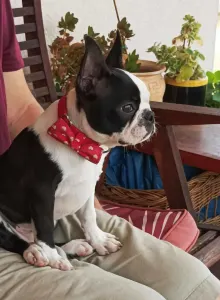 Boston Terrier - Betti