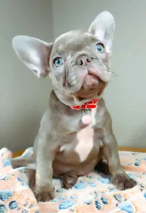 French Bulldog - Evelyn