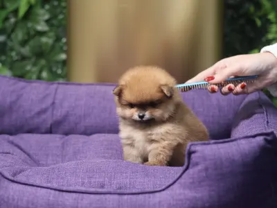 Померанский шпиц - Dominic💜