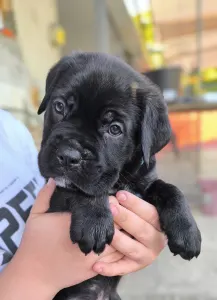 Cane Corso Italiano - Eros