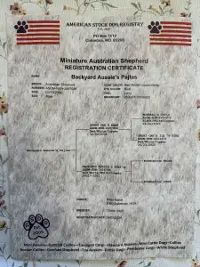 Australský ovčák - Pajti