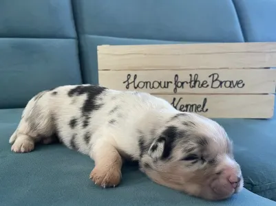 Australian Shepherd - Honour For The Brave....