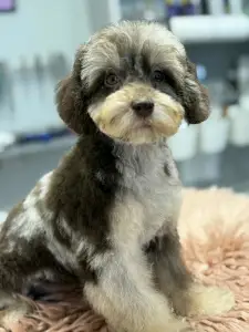 Zwergpudel - Bocaccio