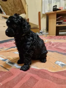 Törpe uszkár - Ajda