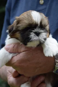 Shih-tzu - La Bellezza Del Tibet