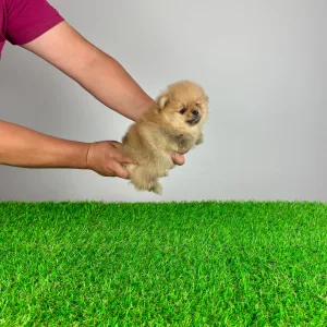 Pomeranian - Colby
