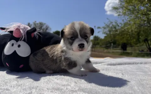 Pembroke Welsh Corgi - Charlotte