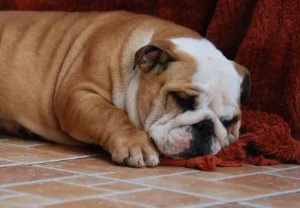 Englische Bulldogge - Rengőhegyi-ormán Arlene