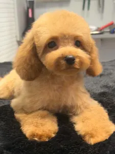 Barbone toy - Szofi ( Toy Size )