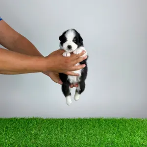 Australian Shepherd - Heyda