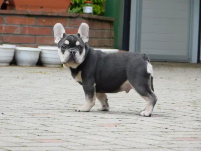 French Bulldog - Spot