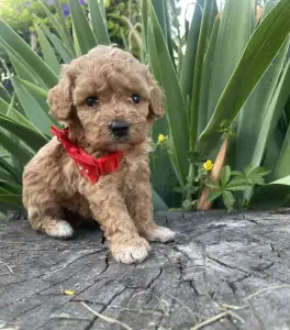 Maltipoo - Lulu 