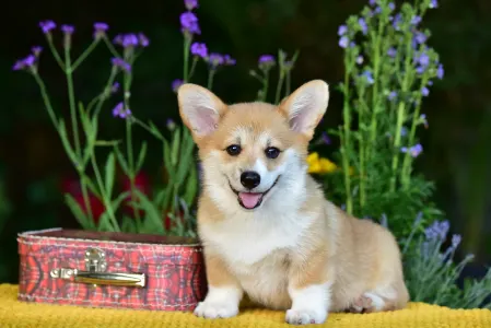 Welsh Corgi Pembroke - Ginger’s Heritage Duke Skyborne