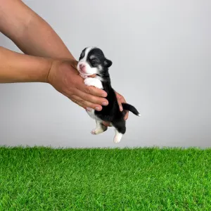 Welsh Corgi Pembroke - Yeska