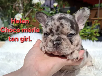 Buldog francuski - Helen 
