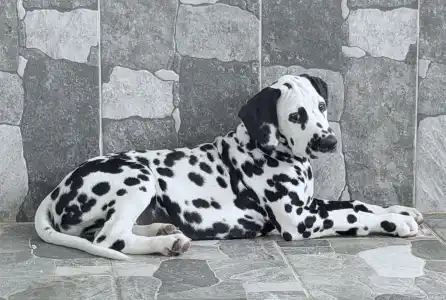 Dalmatien - Dalmatrix French Kiss