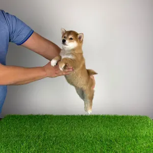 Shiba Inu - Mata