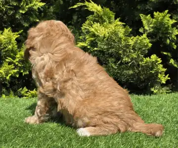 Cavapoo - Bob