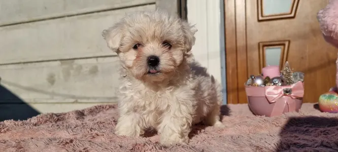 Maltipoo - Holly