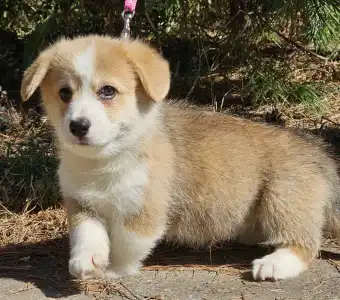 Pembroke Welsh Corgi - Nudli