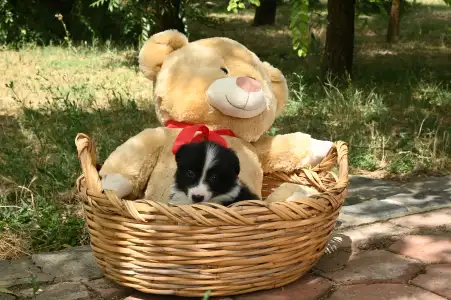 Border Collie - Dazzling Borders Beautiful Addiction
