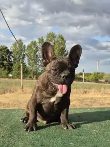 Francia bulldog - Ragnar