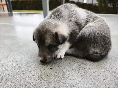 West Siberian Laika - Arny