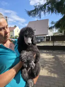 Caniche Grand - Piros