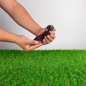 Чихуахуа - Nikita