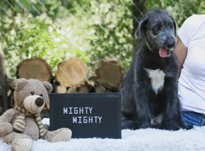 Levriero irlandese - Artfield