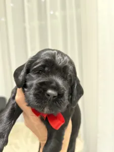 Labradoodle - Marshall