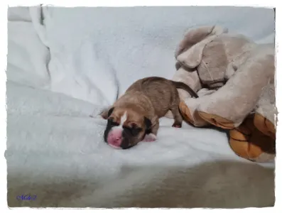 Amerikai staffordshire terrier - Garcia Of Sweet Gangland