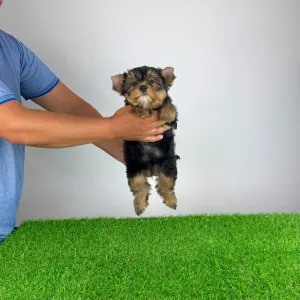Yorkshire Terrier - Zonky