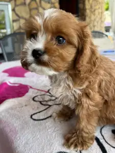 Cavapoo - Charlie