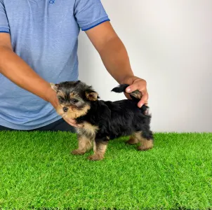 Yorkshire Terrier - Axa
