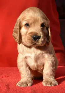 Cocker spaniel angielski - Elvis From Work & Show