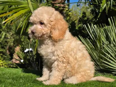 Cavapoo - Solo
