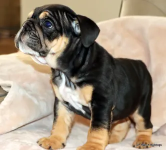 Englische Bulldogge - Willy Sold