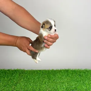 Welsh Corgi Pembroke - Affinity