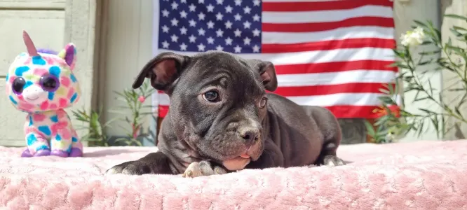 American Bully - Pocket - Oreo