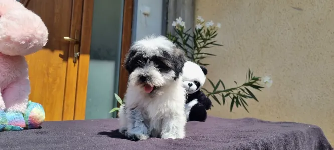 Maltipoo - Oreo