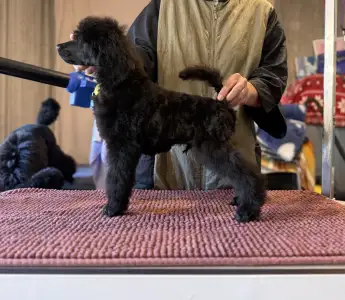 Grosspudel - Black Boy