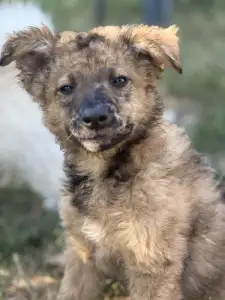 Mudi - Azúrkék-ragyogás Szikra